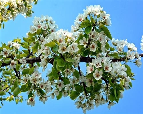 Malus_Bluete_640.jpg