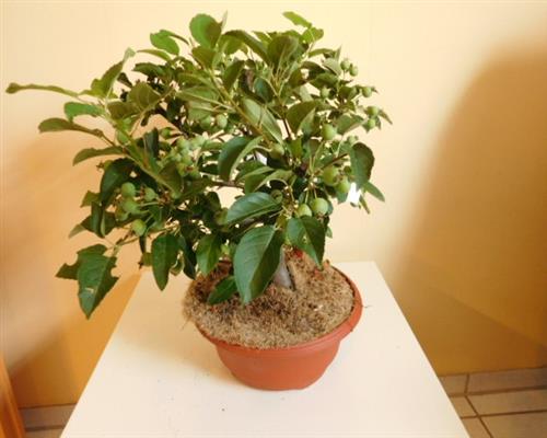 Malus_Bonsai_2474_40.JPG