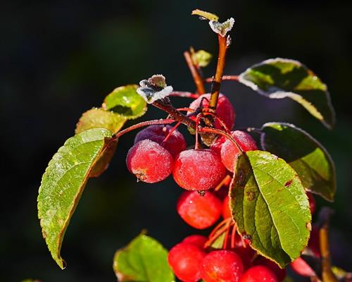 Malus_Fruechte__640.jpg