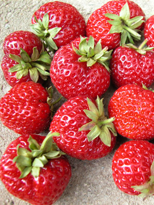10 Erdbeerpflanzen = ein 10erTray Fragaria Mieze® Nova Erdbeeren im Topf gewachsen