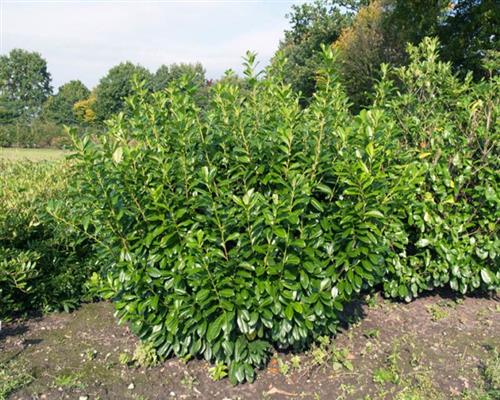 Kirschlorbeer 50 Stück Novita Prunus lauroc. Jungpflanzen 15-35cm T9x9 Pflanzware