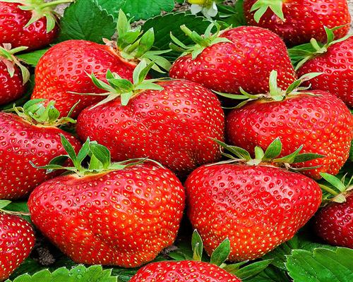 Erdbeerpflanzen 20 Fragaria Ostara 10er Tray Erdbeeren