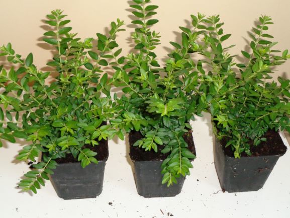 1 Heckenmyrte Maigrün Lonicera nitida Pflanzware Hecke/Bodendecker T9x9