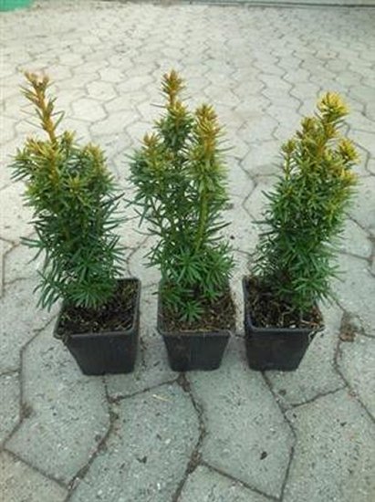 25 Taxus bacc. David gelbe Säulen-Eibe 15-35cm winterharte immergrüne Hecke-Pflanze Nadelgehölz