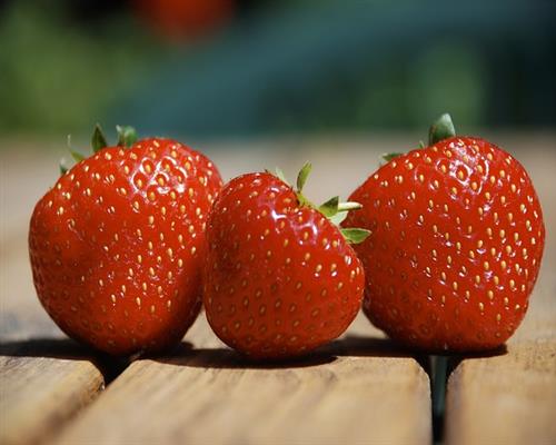 10 Erdbeerpflanzen = ein 10erTray Fragaria Senga®  Sengana®  Erdbeeren winterhart Tray gewachsen x