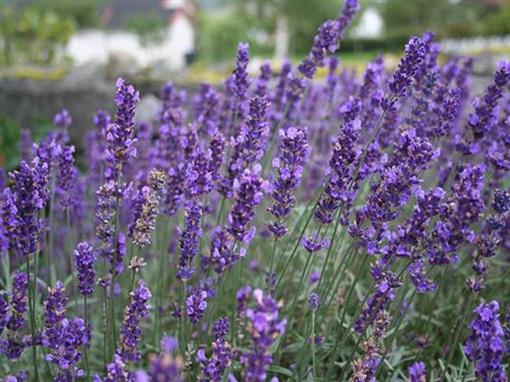 25 Lavendel Lavendula angustifolia  Hidcote Blue winterharte Staude T9x9 #