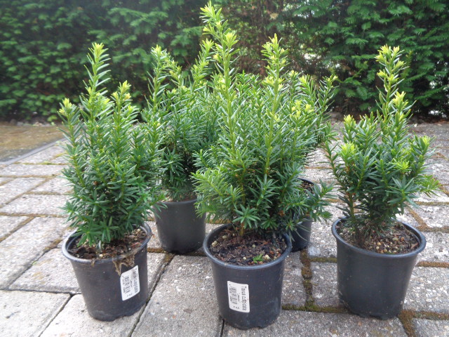 1 Eibe 11-25cm Lescow japanische immergrüne Taxus winterharte Heckenpflanze