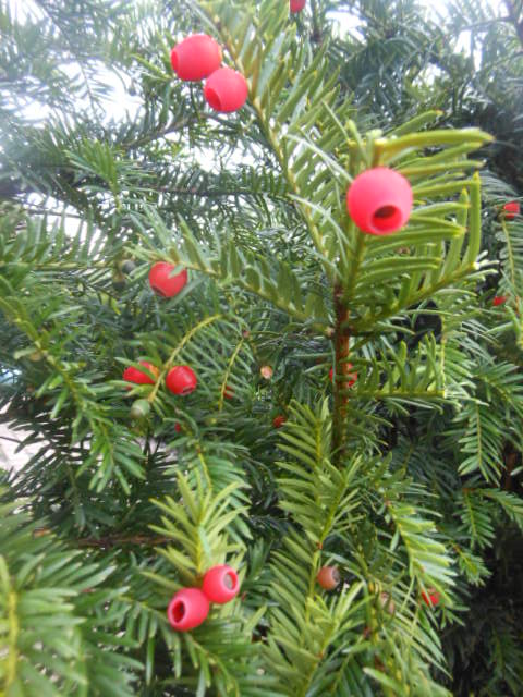 Taxus_Fruechte_6.JPG