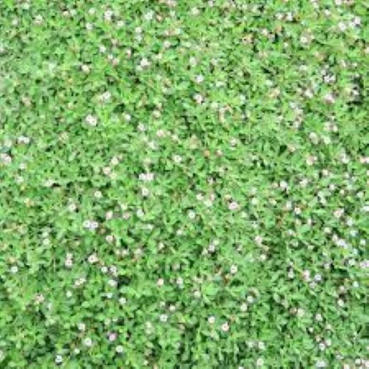 Teppich Verbene 12 Stuck Phyla Nodiflora Kriechende Teppichverbene