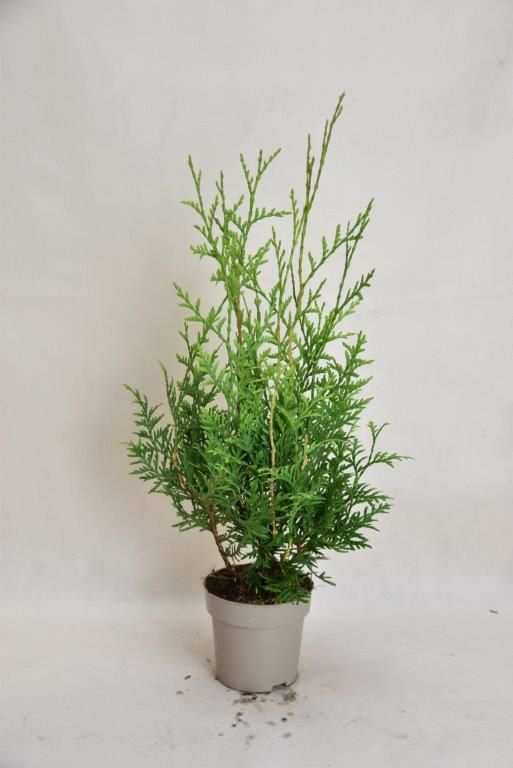 50 Brabant 15-35cm Thuja occidentalis Lebensbaum winterhart immergrün Hecke T9x9 Pflanzware x