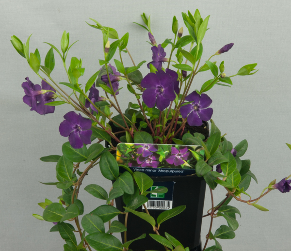 50  Vinca minor  Atropurpurea violete  Immergrün Bodendecker T9x9 #
