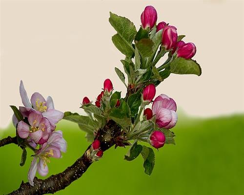 apple_blossom__.jpg