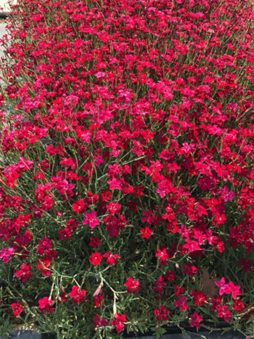 1 Dianthus Deltoides Flashing Light Heide-Nelke Bodendecker T9x9  winterh