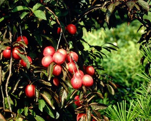 prunus_cersifera_720x600.jpg
