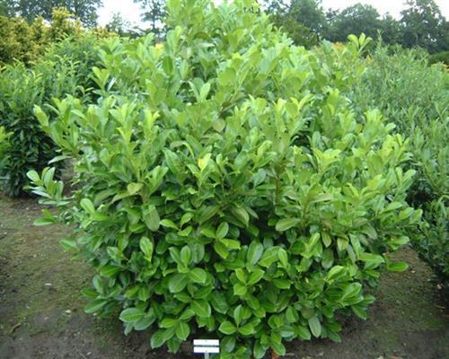 1 Kirschlorbeer Prunus Rotundifolia 15-35cm Größe veränderlich Pflanzware x