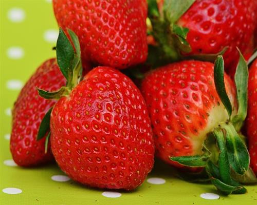 10 Erdbeerpflanzen = ein 10erTray Elsanta Pflanzen Erdbeeren winterhart x