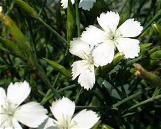 1 Dianthus Deltoides White Bodendecker  Heide-Nelke winterhart T9x9