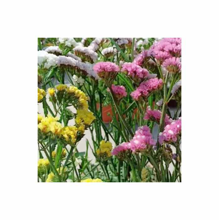 0,5 g Strandflieder Pacific Mischung Garten Pflanzen - Samen F-S592