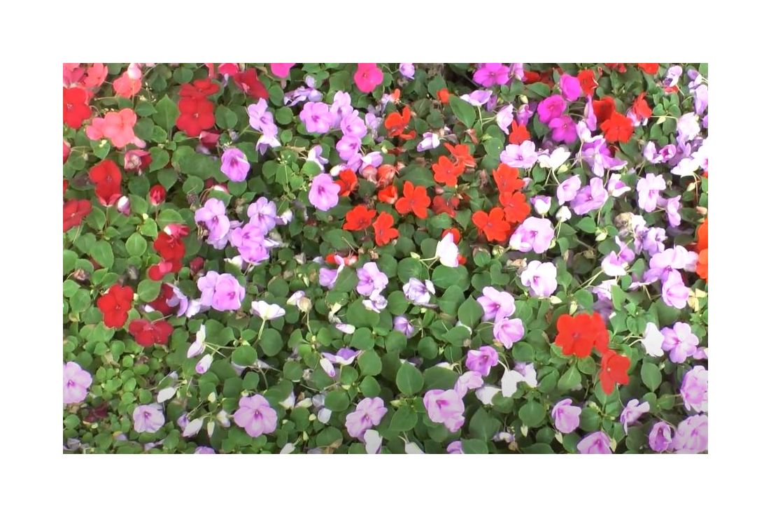 100x Impatiens F2 Colour Cocktail Impatiens walleriana Pflanzen - Samen K39