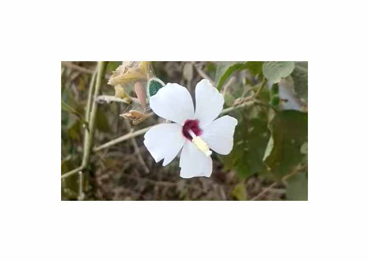 10x Abelmoschus ficulneus Hibiskus Strauch Pflanzen - Samen ID1