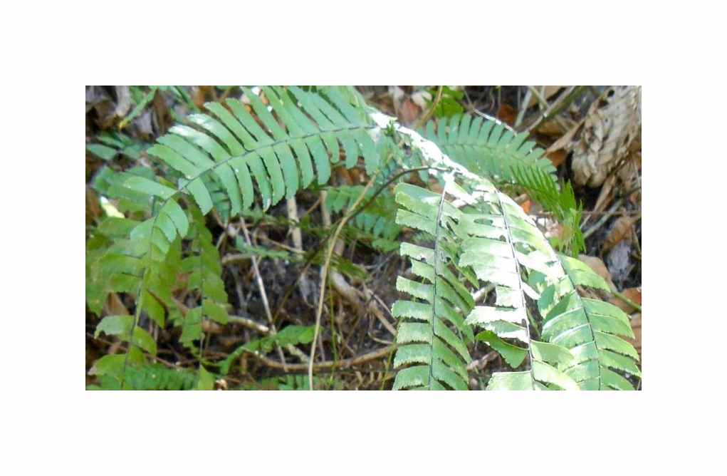 10x Adiantum tetraphyllum Jungfernhaarfarn Pflanzen - Samen B1875