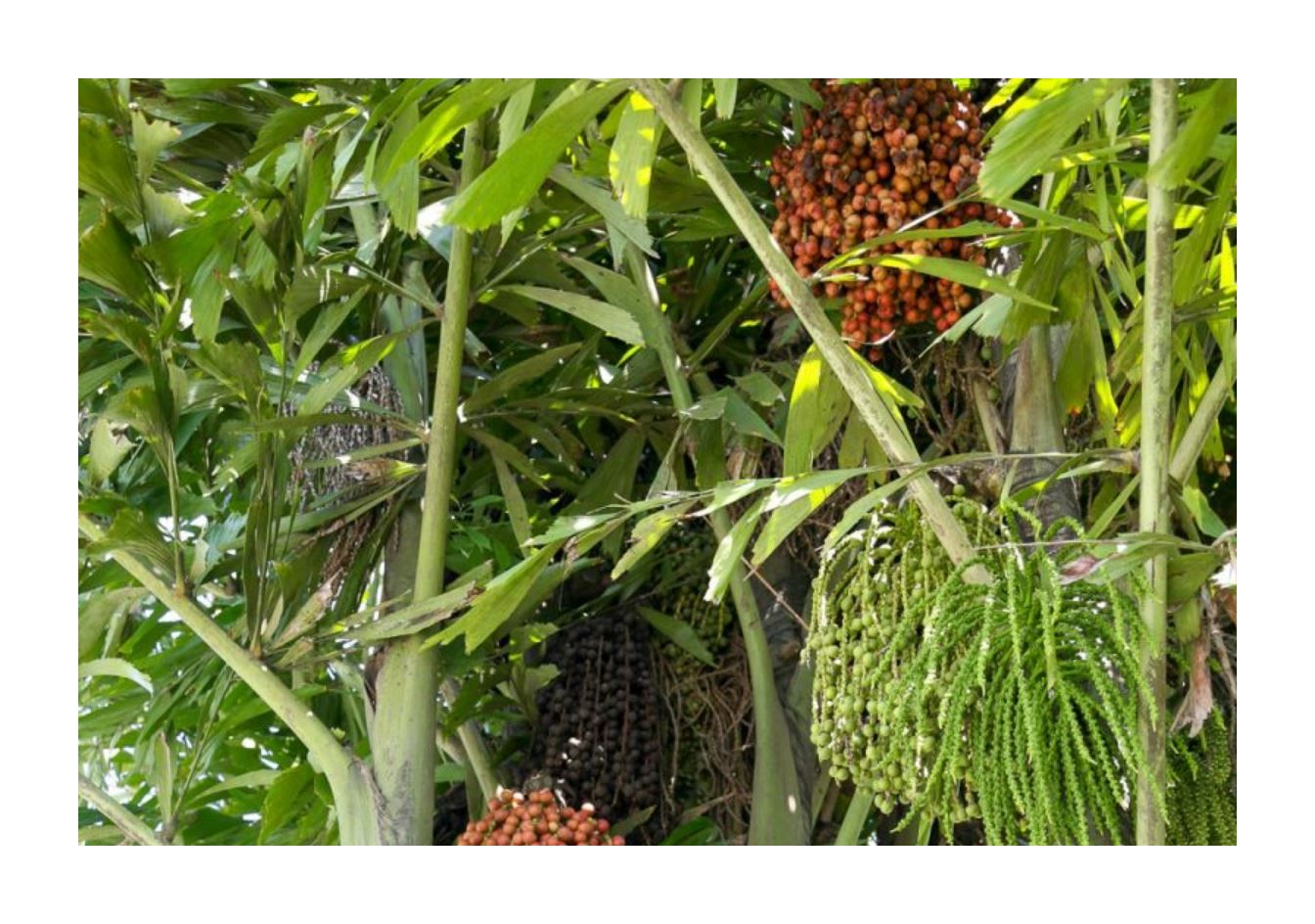 10x Caryota mitis Fischschwanzpalme Garten Pflanzen - Samen ID362