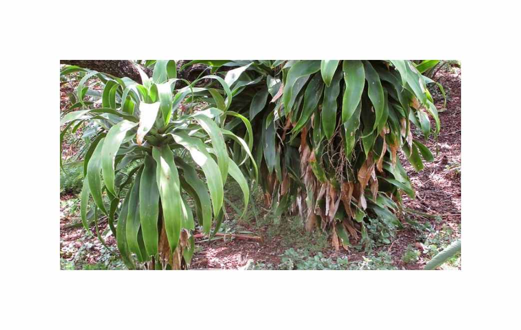 10x Dracaena aletriformis Drachenbaum Blätter Pflanzen - Samen B2055