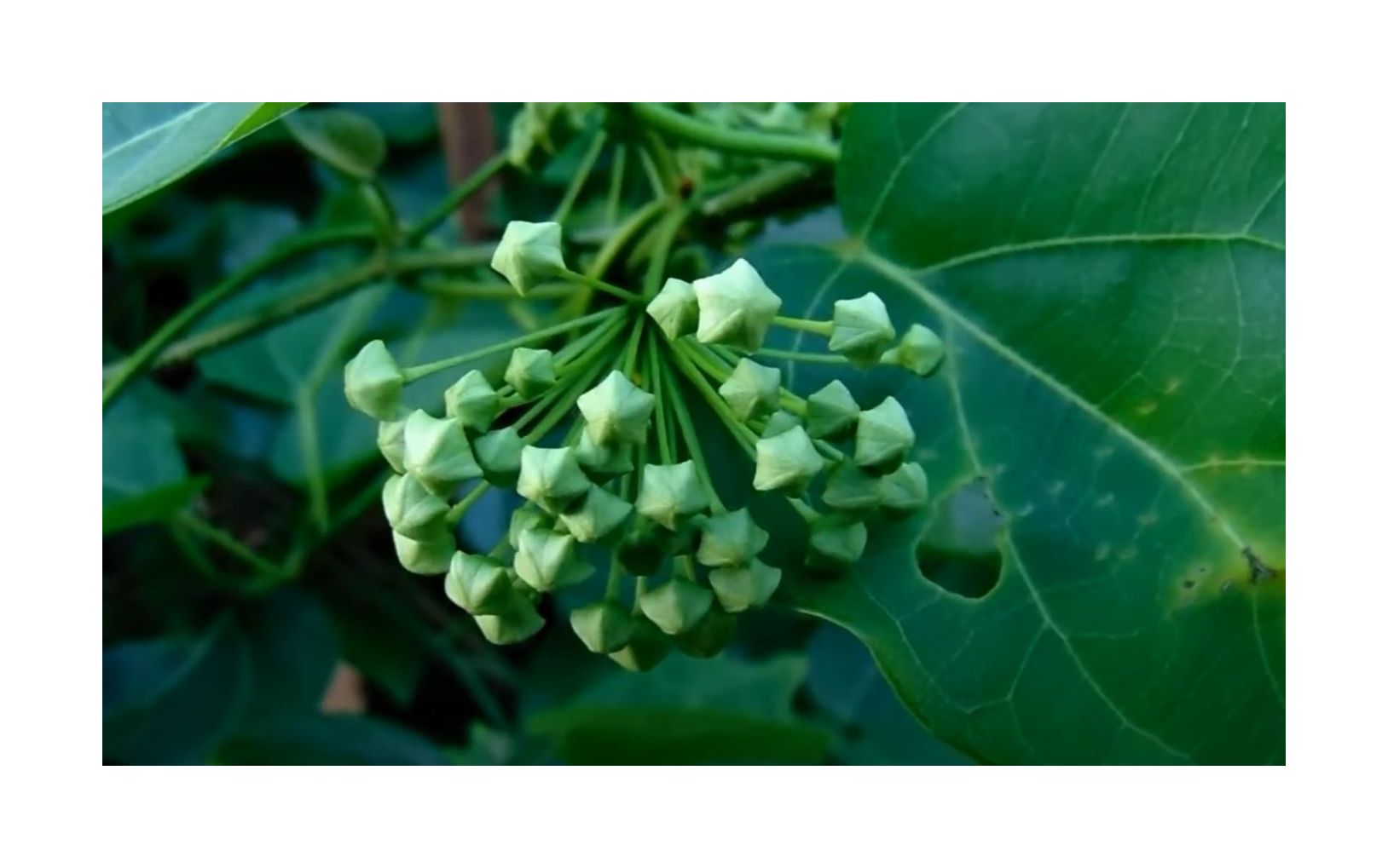 10x Dregea volubilis Kodippaalai Strauch Blüten Pflanzen - Samen ID286