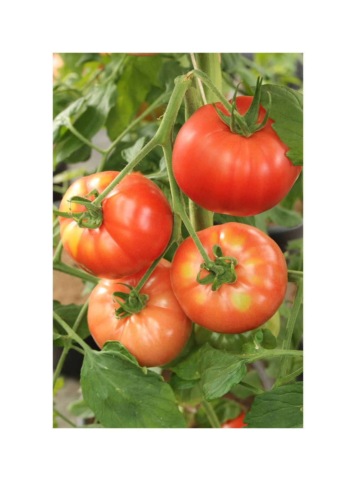 10x Fleischtomate Bistecca Supersteak Pomodori Collection Pflanzen - Samen K141