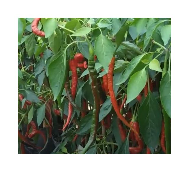 10x Pfeffer spanische Cayenne Long Slim Gemüse Pflanzen - Samen KS386