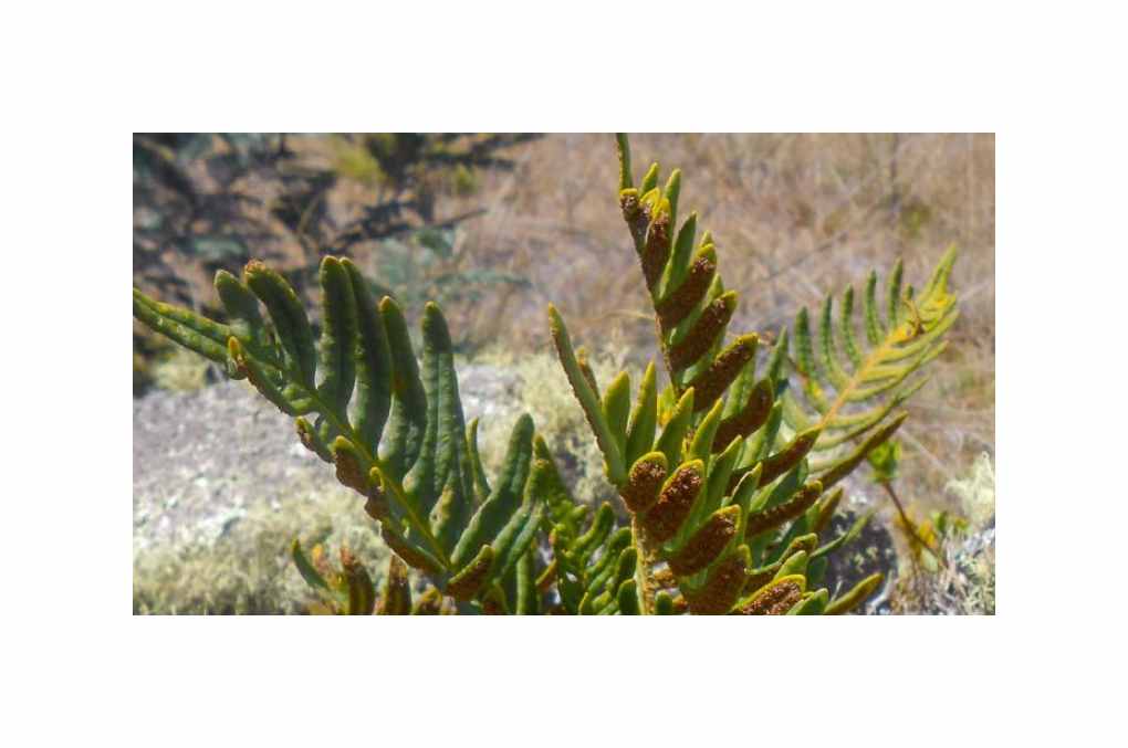 10x Polypodium thyssanolepis Tüpfelfarn Garten Pflanzen - Samen B2237
