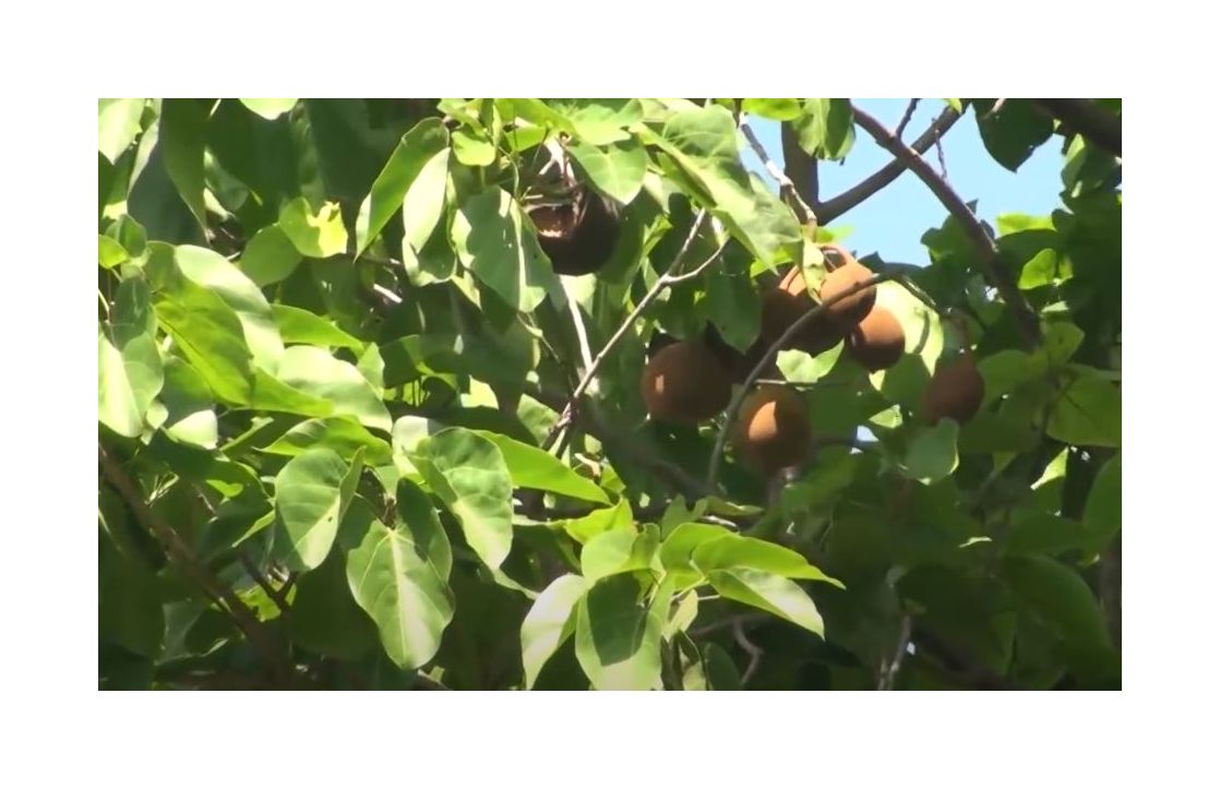 10x Pterygota alata Buddahnuss Sterculia alata Garten Pflanzen - Samen ID1538