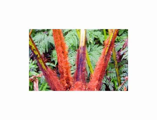 10x Thyrsopteris elegans Baumfarn Garten Pflanzen - Samen B350