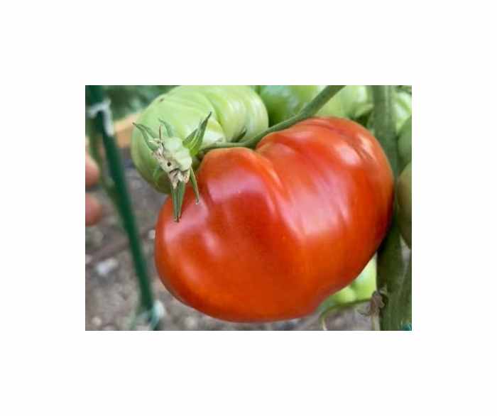10x Tomate Country Taste F1 EKO Gemüse Pflanzen - Samen K473