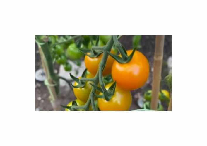 11x Tomate Sungold F1 Lycopersicon lycopersicum Gemüse Pflanzen - Samen K546