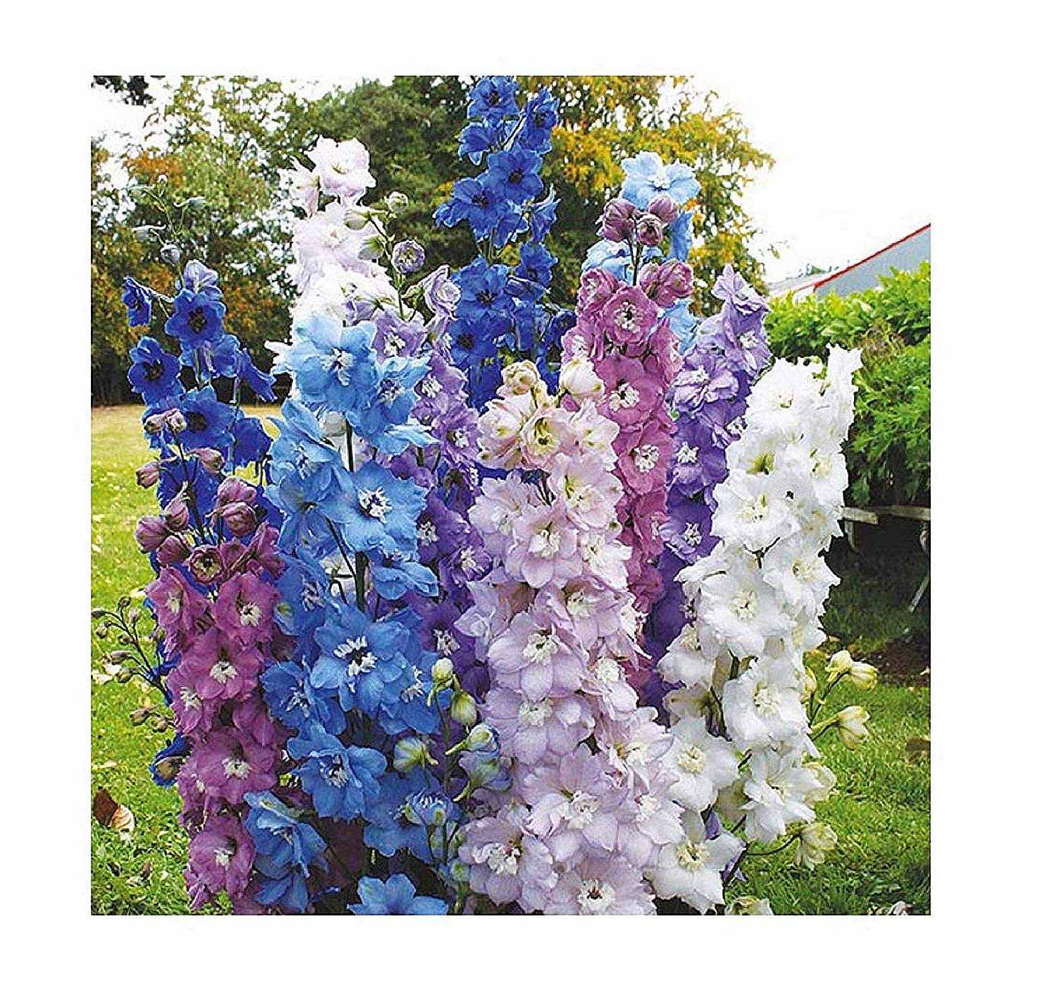 130x Rittersporn Round Table Series mix Delphinium Garten Pflanzen - Samen K341