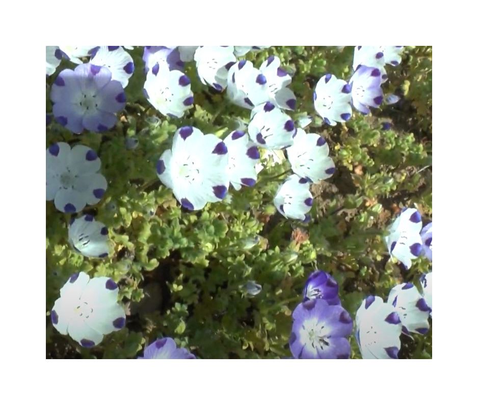 135x Hainblume Spotty Nemophila maculata Blume Garten Pflanzen - Samen K94