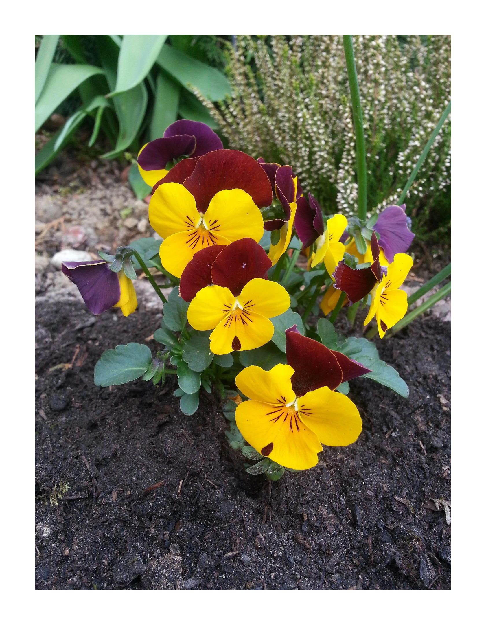 135x Hornveilchen Helen Mount Garten Pflanzen - Samen K259