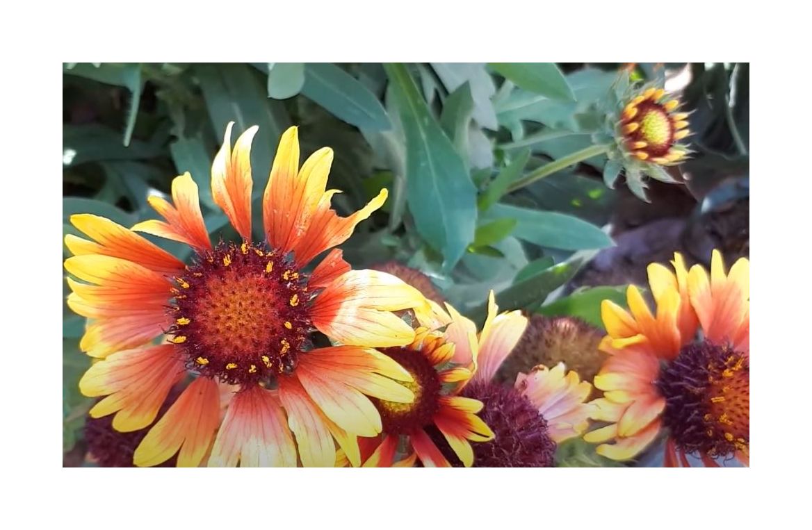 135x Kokardenblume mix Gaillardia aristata Garten Pflanzen - Samen K55
