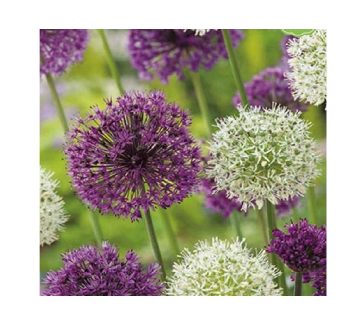 Purple -White / paars - wit аллиум. Перпл Вайт. Микс алиумов. Allium Mount Everest.