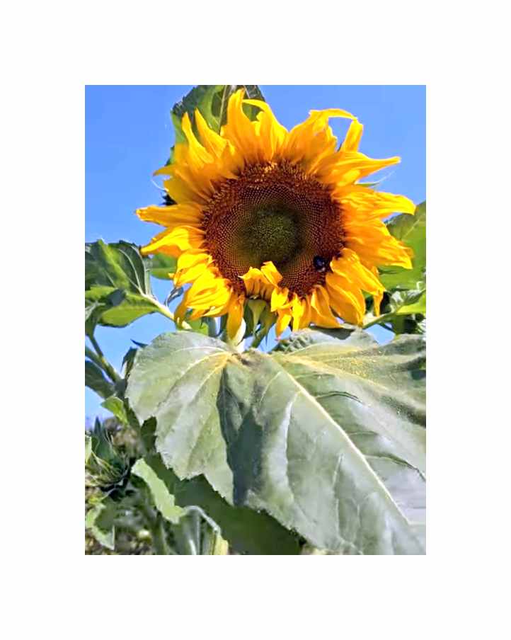 15x Sonnenblumen King Kong Helianthus Garten Pflanzen - Samen KS339