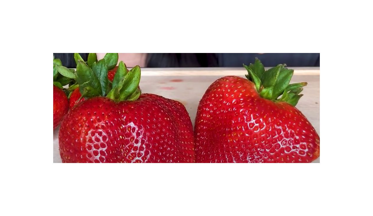15x Strawberry Giant riesen Erdbeeren Garten Pflanzen - Samen B300