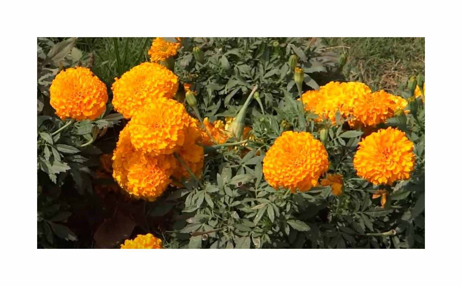 165x Samtblume Tangerine Tagetes Garten Pflanzen - Samen K334