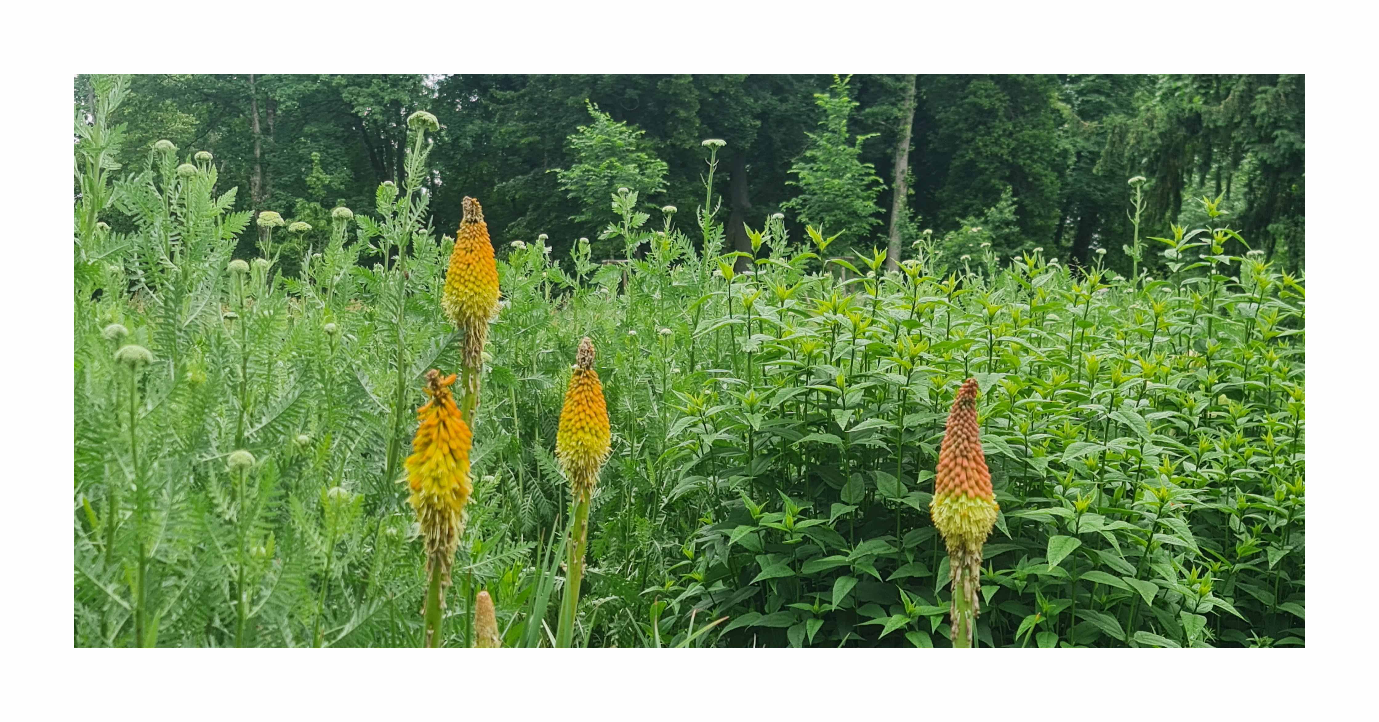 180x Fackellilie rotgelb Kniphofia uvaria Garten Pflanzen - Samen K317