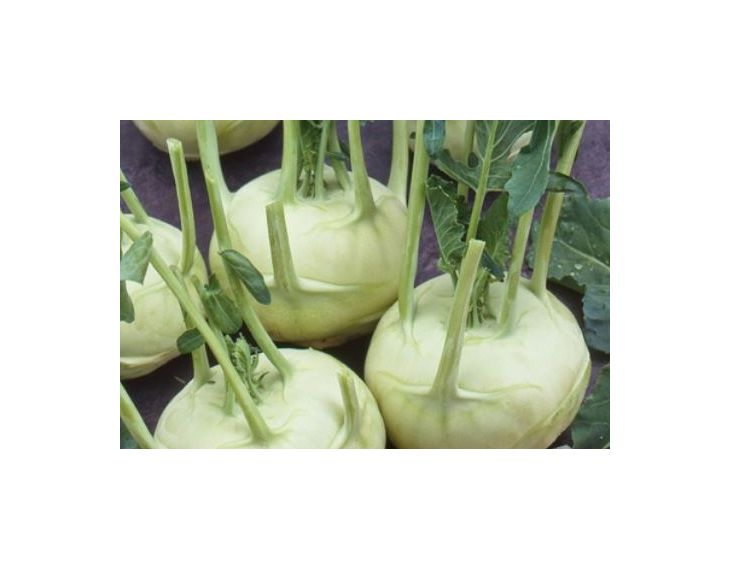 200x Kohlrabi Lanro Weiß EKO Gemüse Pflanzen - Samen K527
