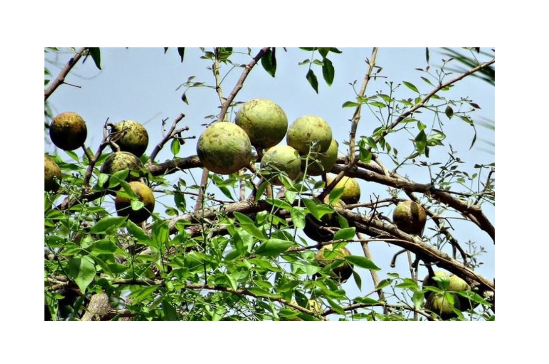 20x Aegle marmelos Bengalische Quitte Frucht Garten Pflanzen - Samen ID57