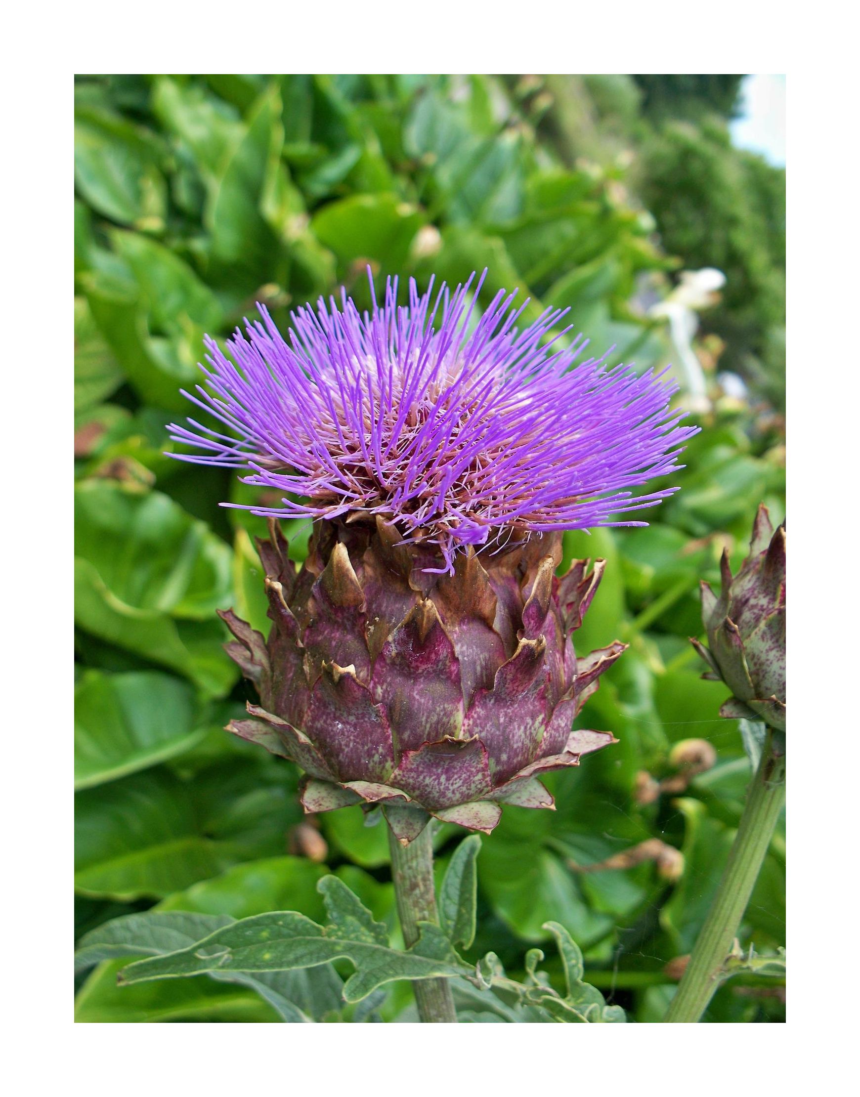 20x Artischocke Violet de Provence Gemüse Garten Pflanzen - Samen K257
