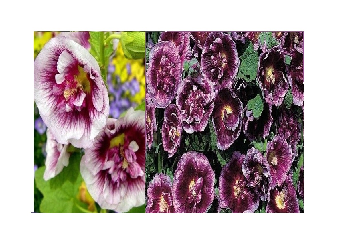 20x China Rosen Style 81 Spraynelke Blume Pflanze Samen Garten 30 eBay