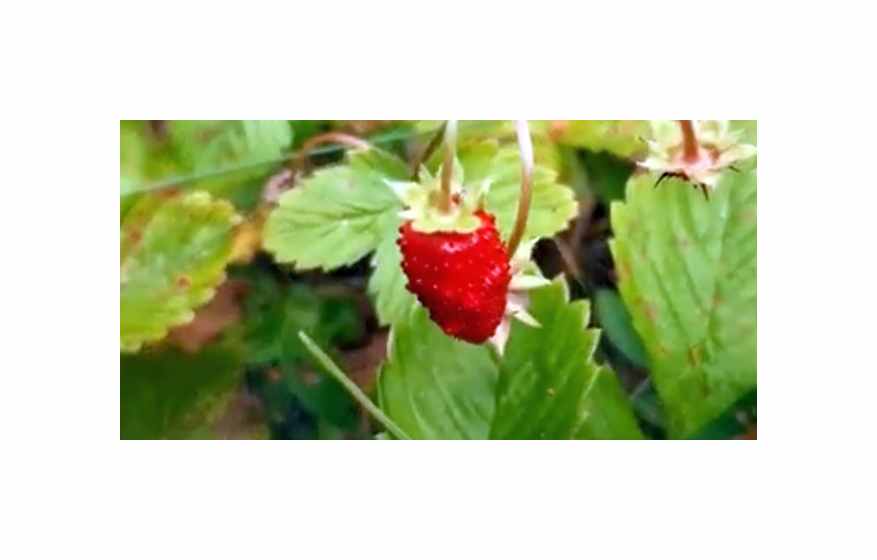 20x Erdbeere busch Baron Solemacher Obst Garten Pflanzen - Samen KS468