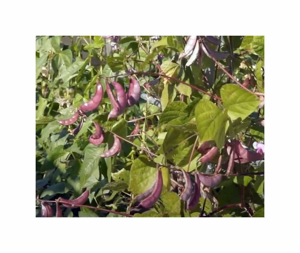 20x Helmbohne Lablab Garten Pflanzen - Samen F-S573